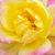 Jaune-rose - Rosiers miniatures - Baby Masquerade®